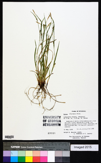 Carex oligocarpa image