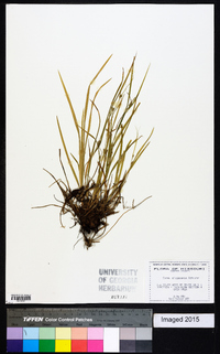 Carex oligocarpa image