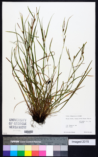 Carex oligocarpa image