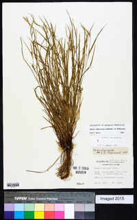 Carex oligocarpa image