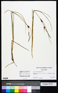 Carex oligosperma image