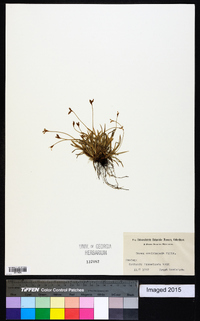 Carex ornithopoda image