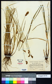 Carex oronensis image