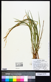 Carex ouachitana image