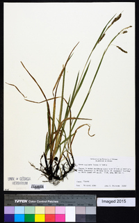 Carex oxylepis image