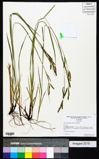 Carex oxylepis image