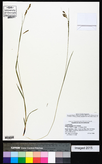 Carex oxylepis image