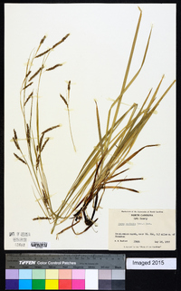 Carex oxylepis image