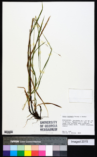 Carex oxylepis image