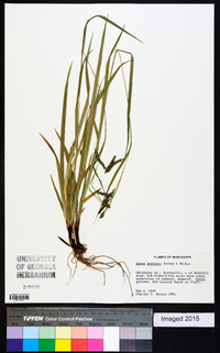 Carex oxylepis image