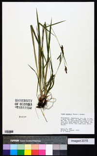 Carex oxylepis image