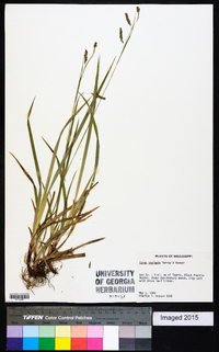 Carex oxylepis image