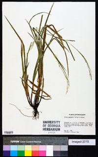 Carex oxylepis image