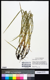 Carex oxylepis image