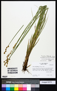 Carex ozarkana image