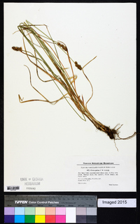 Carex pairaei image