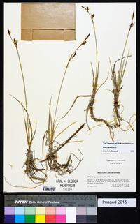 Carex panicea image