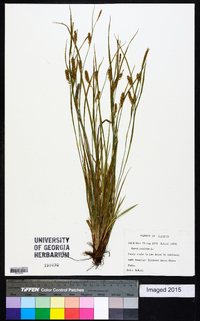 Carex panicea image