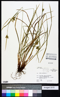 Carex pallescens image