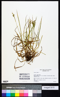 Carex pallescens image