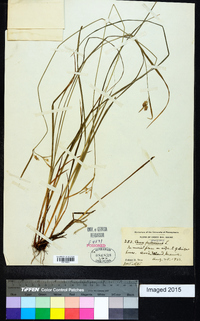 Carex pallescens image