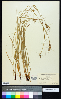 Carex pallescens image