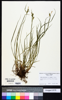 Carex pallescens var. neogaea image