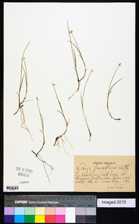 Carex pauciflora image