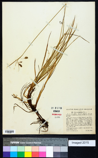 Carex paupercula image