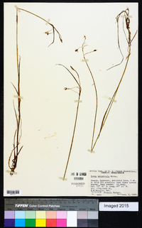 Carex paupercula image