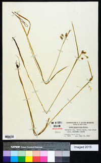 Carex paupercula image