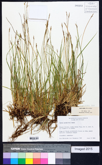 Carex peckii image