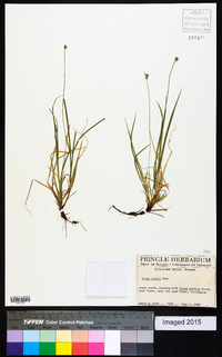 Carex peckii image