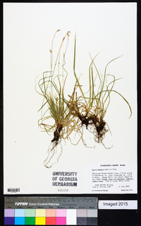 Carex peckii image