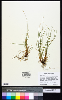 Carex peckii image