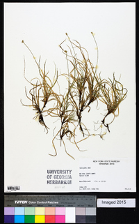 Carex peckii image