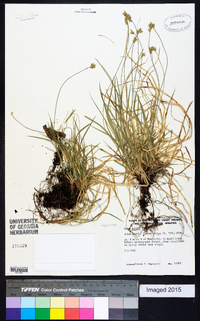 Carex peckii image