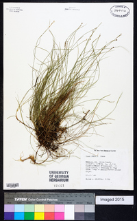 Carex peckii image