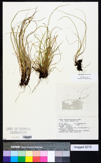 Carex peckii image