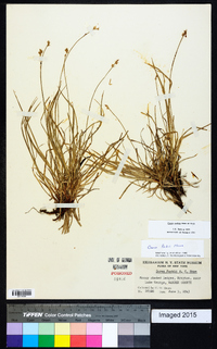 Carex peckii image