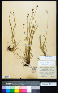 Carex peckii image