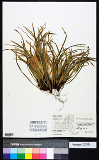 Carex pedunculata image