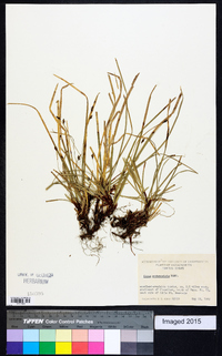 Carex pedunculata image