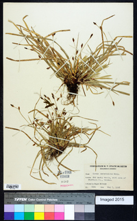 Carex pedunculata image