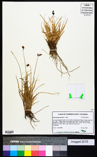 Carex phaeocephala image