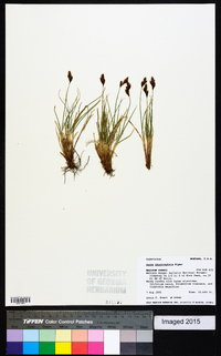 Carex phaeocephala image