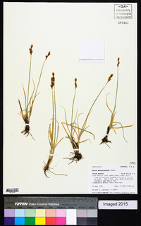 Carex phaeocephala image