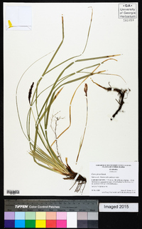 Carex picta image