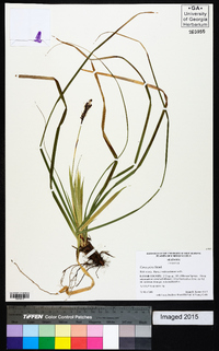 Carex picta image