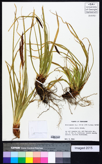 Carex picta image